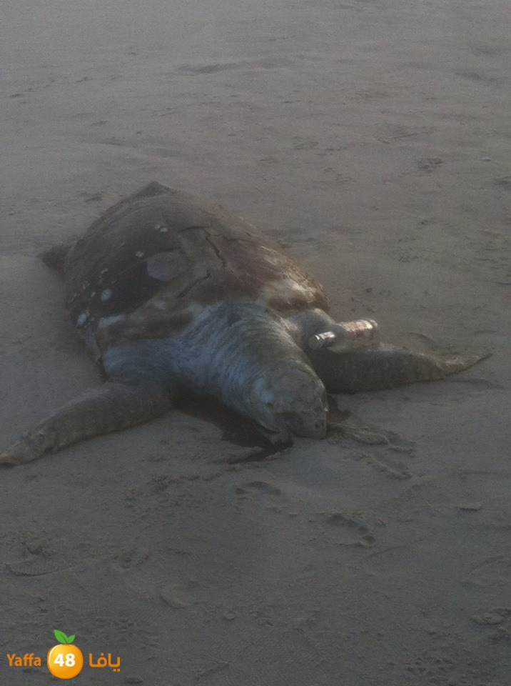 sol7afah 810 (5).jpg